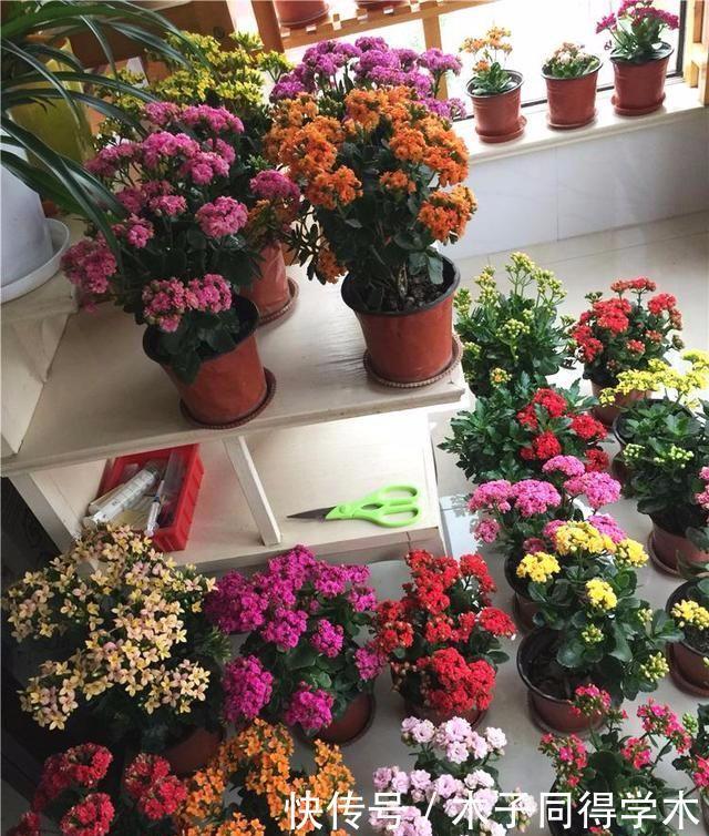 长寿花老不活?5个要点做到,“百分百”成活,长满一阳台花骨朵