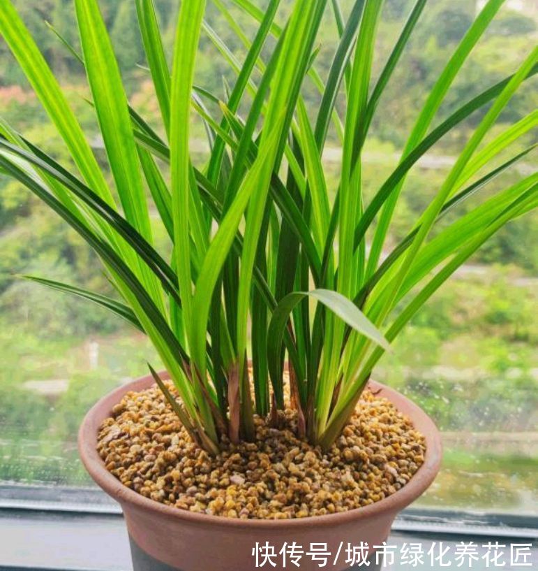 兰花真难养啊，十根九空，哪个环节出问题？