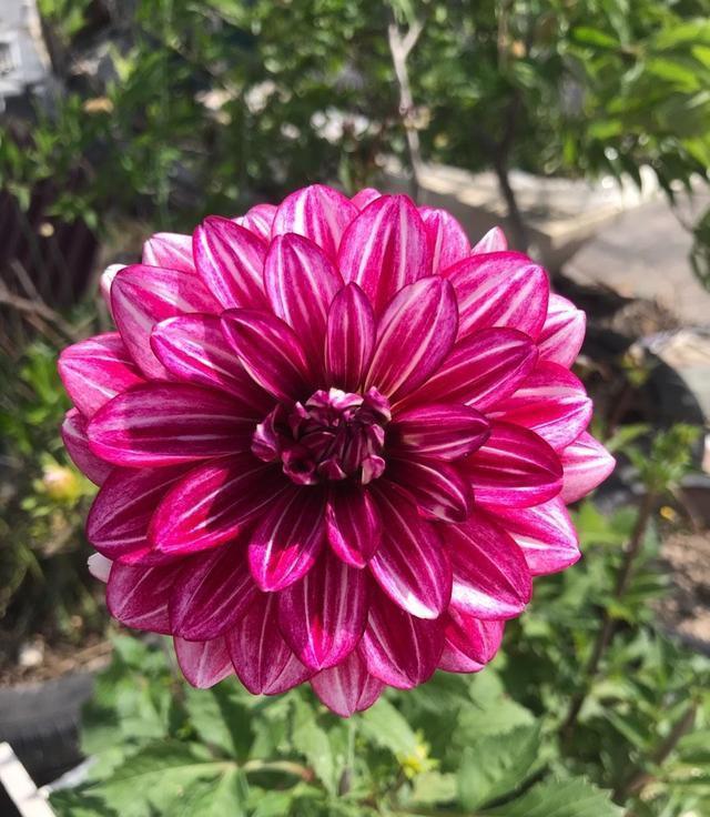 动作|六月养大丽花,勤做“三动作”,枝干粗壮不倒伏,一次绽放上百朵