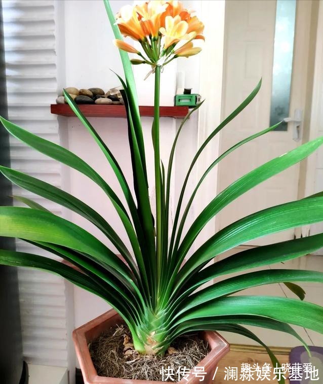 君子兰不开花,叶子有“信号”,你知道怎么把它养开花吗?