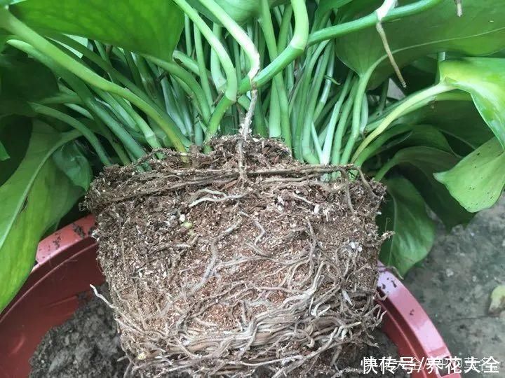 蝴蝶兰|7种花，立秋后换盆，秋冬才能越养越好
