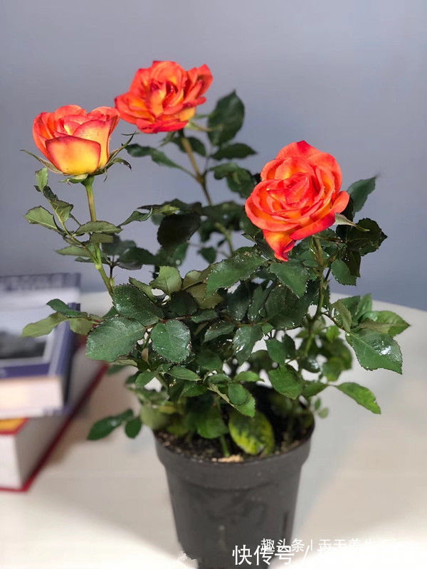 牡丹|喜欢牡丹,不如养盆“玫瑰精品”卡罗拉,花开红艳似火,美艳优雅