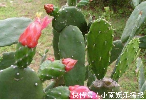 仙人掌|膝盖疼痛难忍,原来是因为滑膜炎,教你巧用一物,让疼痛快远离