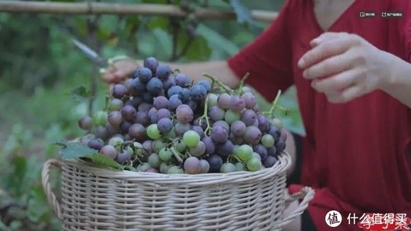 当心|看了网红自酿葡萄酒蠢蠢欲动？当心误伤了自己！