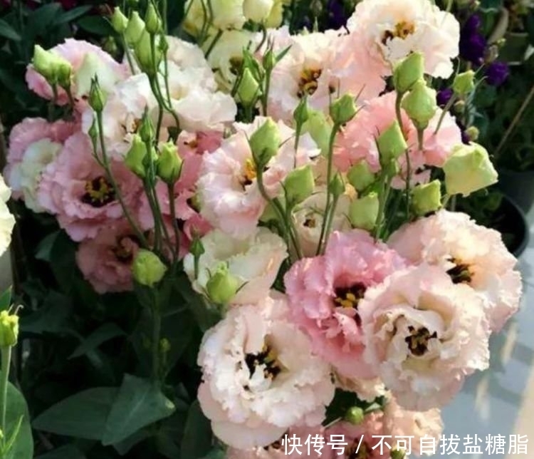 4种花，堪称花界“劳模”，几个月不浇水，照样长得旺！