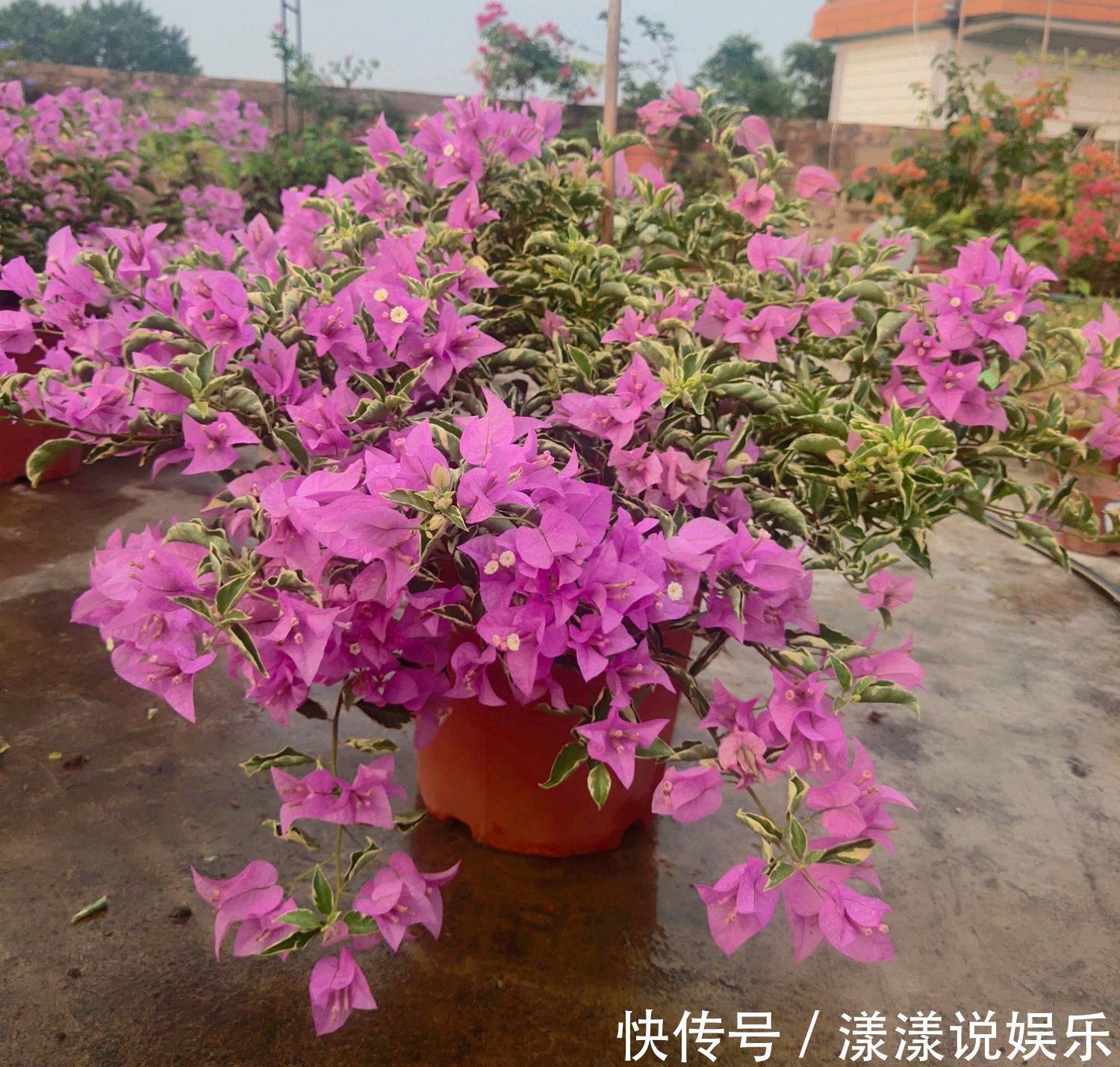 国庆|三角梅旺长绿油油就是不开花打开一个小开关，国庆陆续开花爆盆