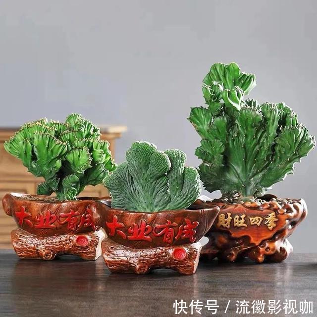 腐殖质|8种“丑花”，个个都有好兆头，家里养几盆，镇宅吉祥，越养越爱