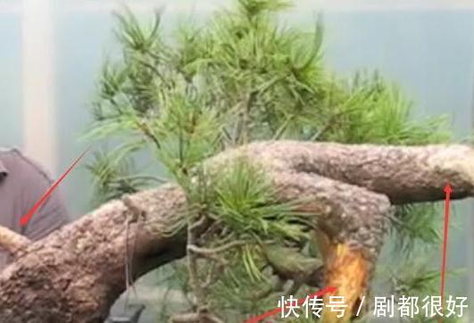 树皮|白骨森森,的舍利松树盆景图解,10图10个步骤,为大家解惑