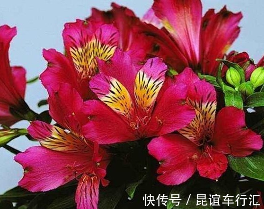 牡丹花|此“花”盛开富贵之感,花色繁多又艳丽,养在家中一年四季赏花