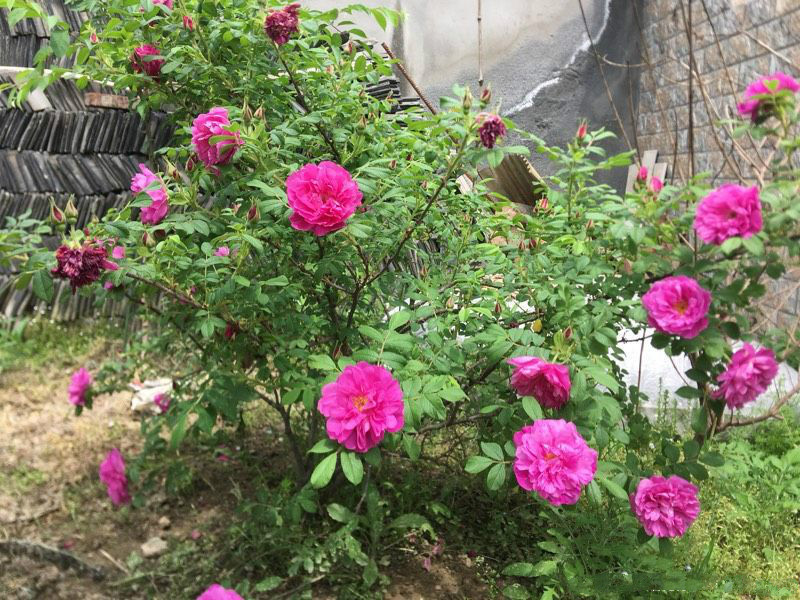 可以食用的玫瑰花,香气四溢,观赏价值高,还可盆栽,你值得拥有