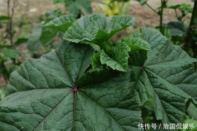 老年|一年采收7次，古代被稱為“百菜之主”，如今淪為野菜少有人吃