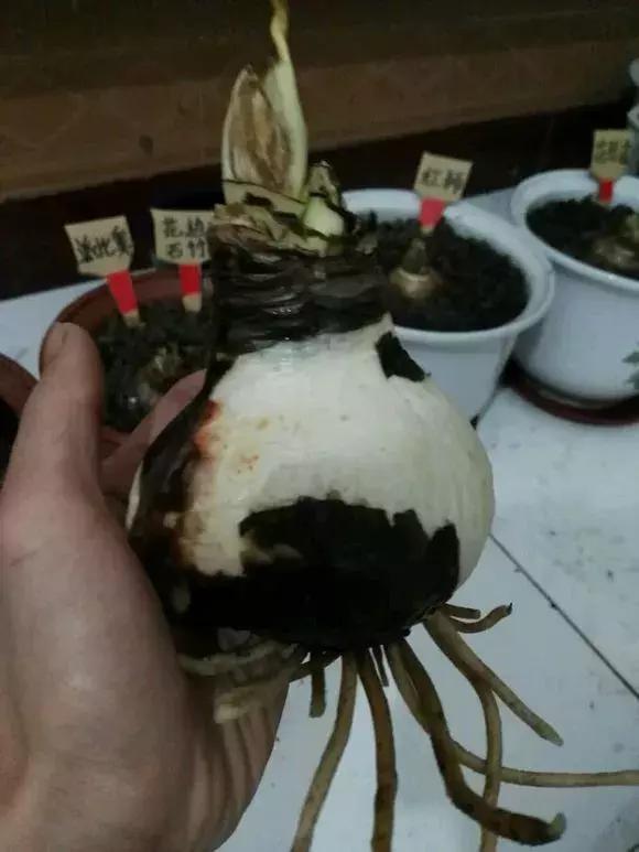 朱顶红|种了1个洋葱头,没想到花开巴掌大!越看越美!