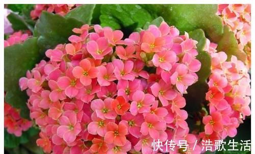 花肥|什么淘米水、黄豆水都不如1勺小粉末,一月给花用一次,花量翻倍