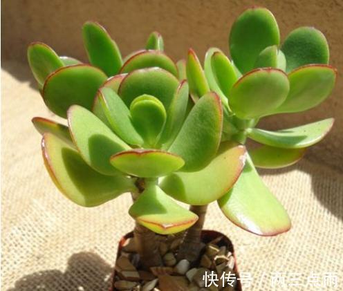 多肉|这4种花天生就是“穷命”,住不了大花盆,喝不了太多水,很好养