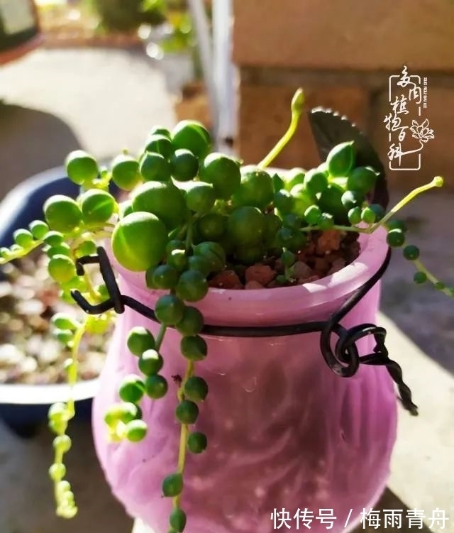 爱上多肉:何须浅碧轻红,自是花中一流!