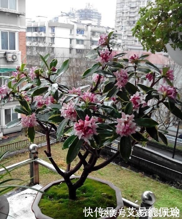 花朵|这3种花卉再贵也要买,花朵清纯,香气浓而不腻,家居盆栽首选!