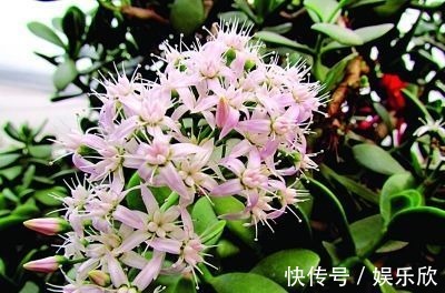 主干|养这“2种花”就要常修剪,枝干变“老桩”,花苞稠密、鲜艳