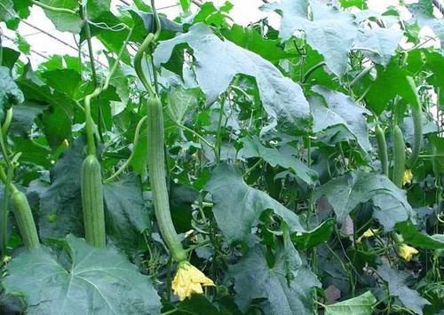 淀粉酶|晚上多吃3种东西,让你闭眼睡觉也能燃脂瘦身,作用让人吃惊!