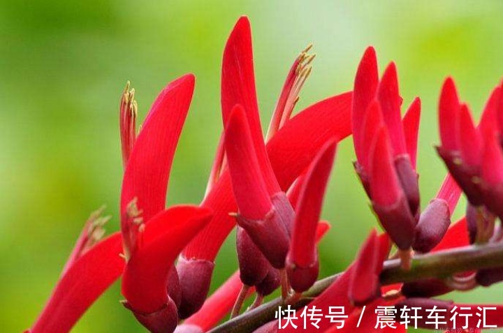 绿叶$此花花色红艳夺目,远望犹如一支象牙突出于绿叶丛中,寓意着荣耀