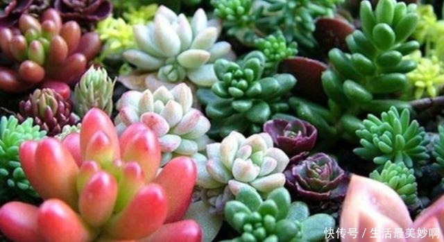 夏天养多肉，浇水是难题，掌握几个“小技巧”，安全度夏！