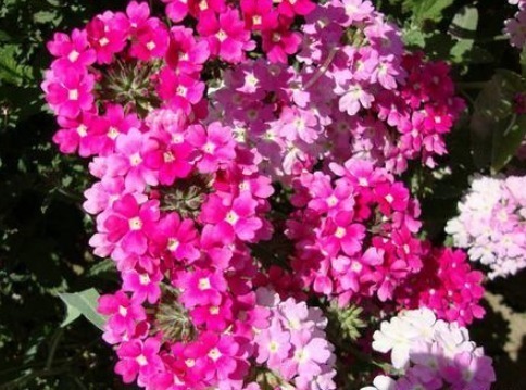 此花,沾土既活,见光就“旺”,花开“似彩虹”,一年开花200天