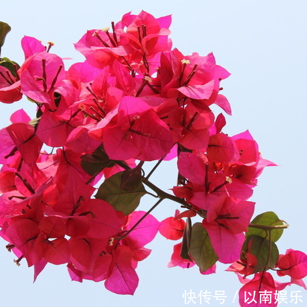 花似叶、叶似花,想多开花就旱着它,这种花太好养!