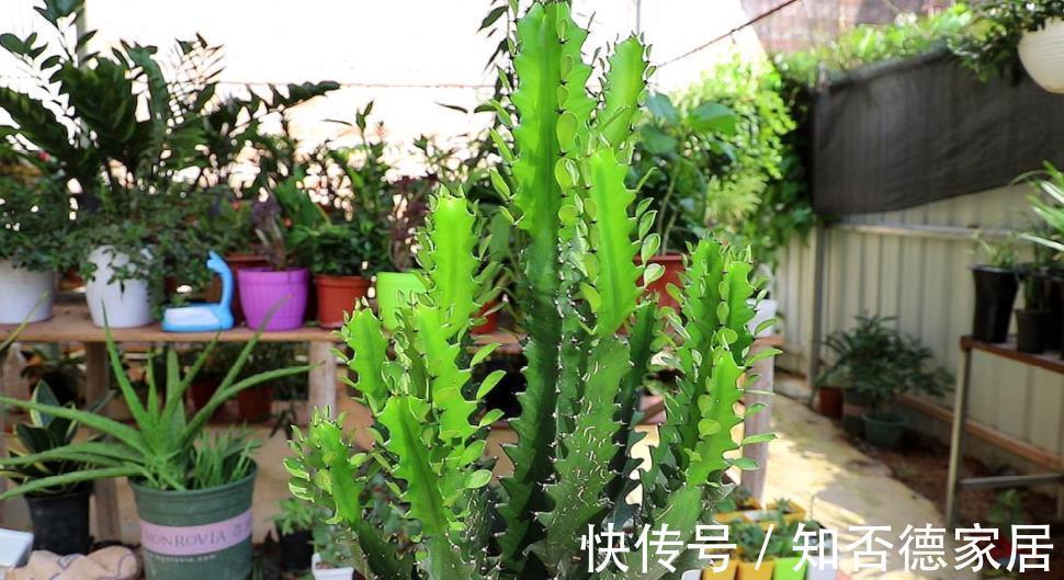 6种花真吉利,养在家里带来好兆头,长势健壮颜值高,值得拥有