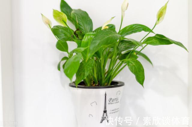 年宵花|如果不是万不得已,这3种花年后再买,省钱又好养