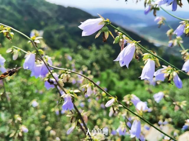 药材|探花记｜桔梗科植物“沙参”是药材