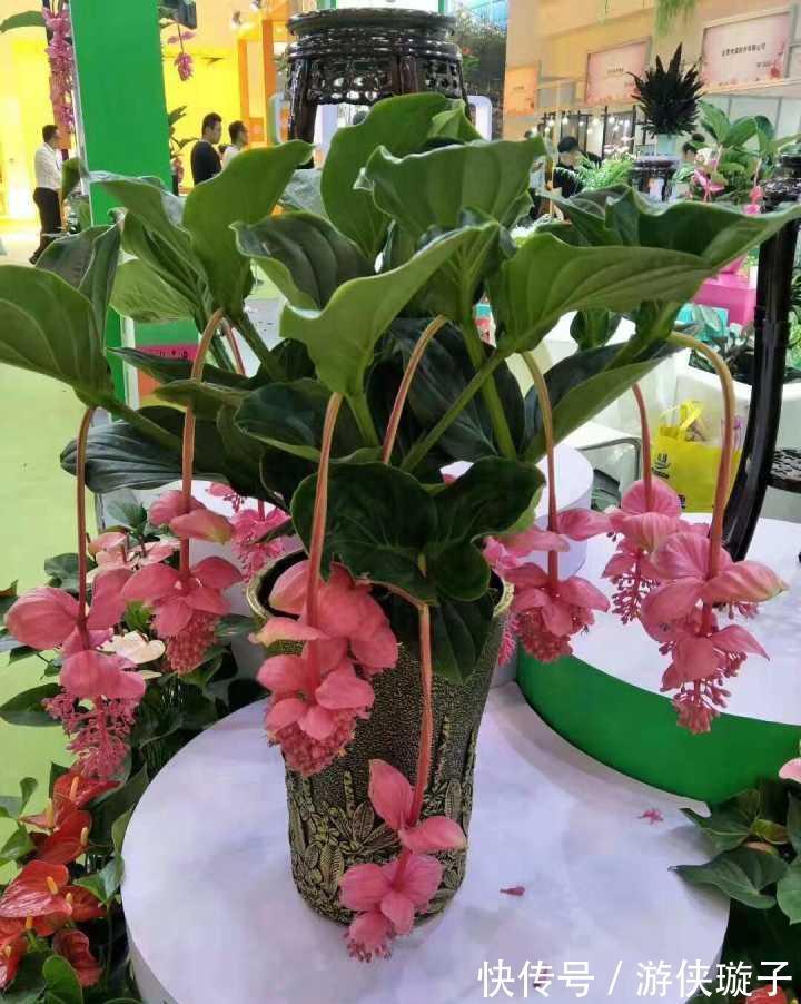 长寿花|5种“富贵花”，谨记“穷养它”，大盆换小盆，才能开满富贵花