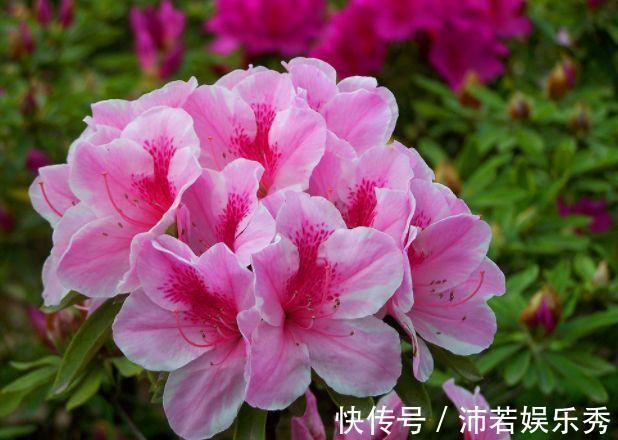 4月25日开始，养花试试这几款，花姿妖娆，越养越喜欢