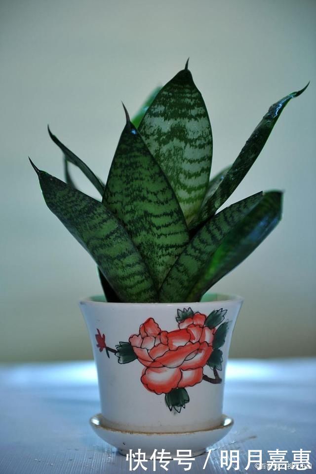 4种花被人们称为“穷命花”,不能住“大房子”,挤挤反而易爆盆