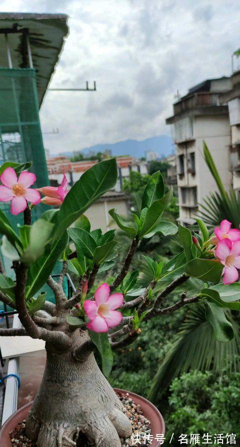 花盆|夏季养这三种花，用小盆更容易度夏，秋凉后疯长