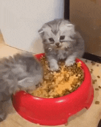 |搞笑GIF:娶到这样的新娘 以后的日子肯定不会无聊