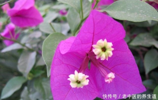 这2种花选个“枝条”,直接插盆里,养1盆活1盆,成功率真高!