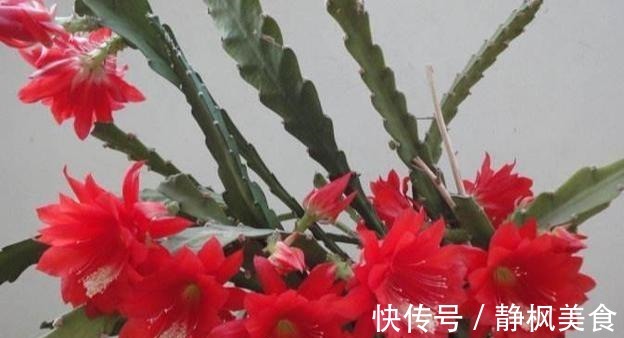 一棵“仙人掌”,叶子“软踏踏”,搭个铁丝架,开出一串“荷花”