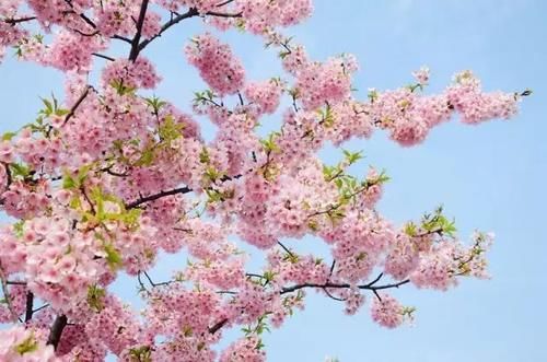 “史上最早”樱花季来了?梅花表示不爽:我还没红够呢