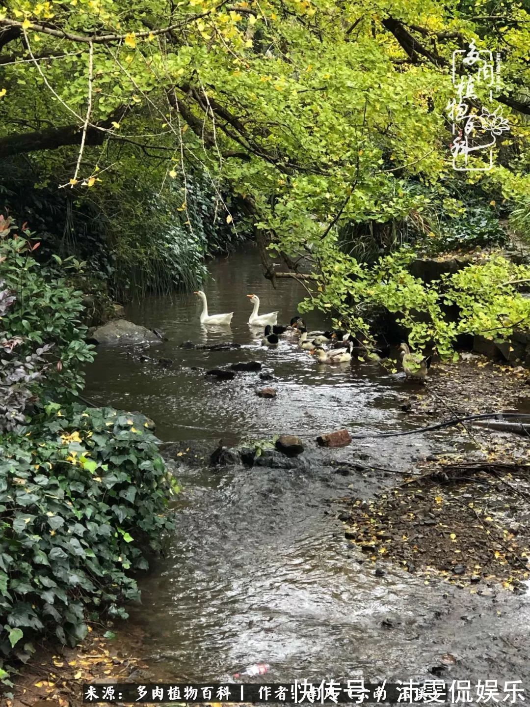 深秋里,种多肉、赏多肉、会肉友,马不停蹄快乐多!