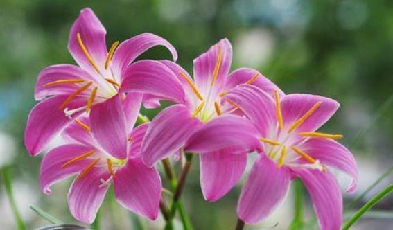 4种花好养又漂亮,花朵大花期长,养在家里高端上档次