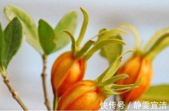 农村|农村山上这五大天然野果,吃过三种我服了,能全部说出名字算你狠