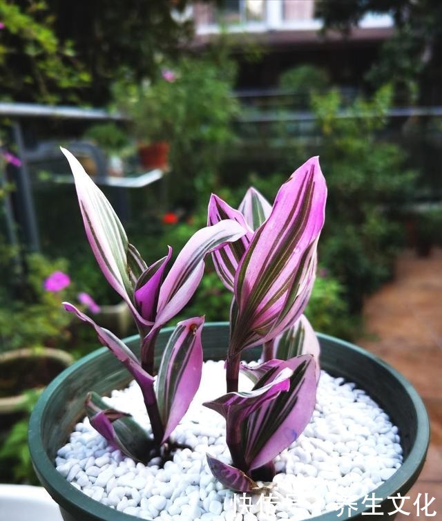 最近超火的两种吊兰,一个叫婚礼一个叫油画,叶子漂亮仙气飘飘!