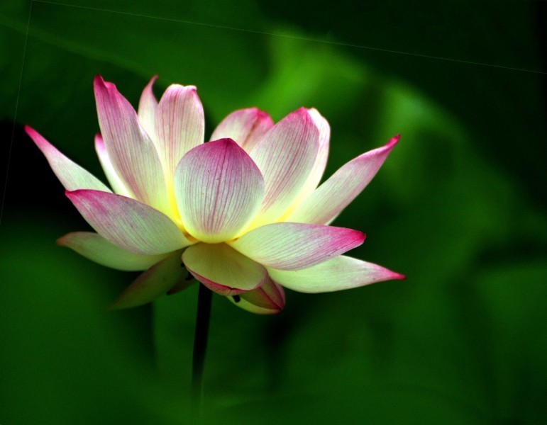 水瓶女|生性“高傲”的四大星座女,个个独立坚强