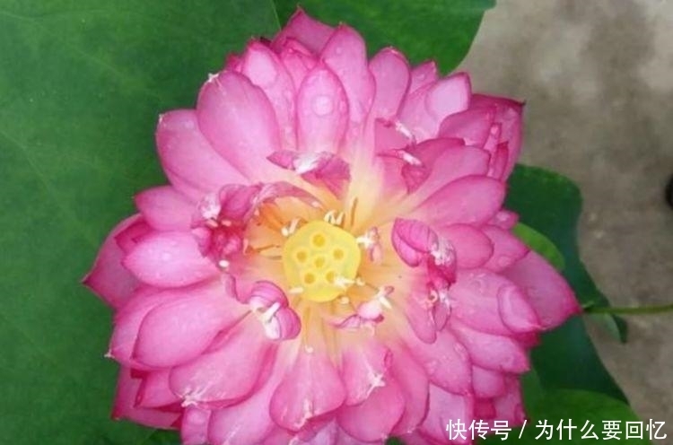 适合阳台养护的花卉,阳台开出花海,全年开花不断