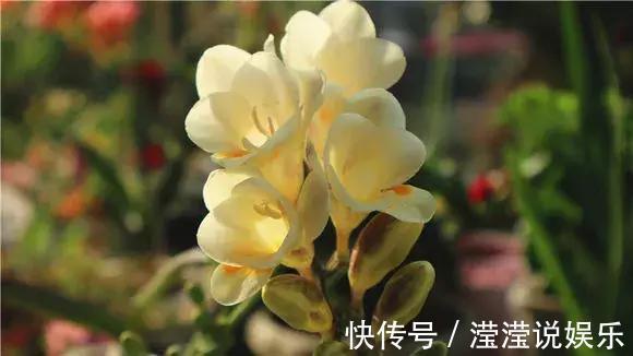 还在养绿萝家里养盆“香香花”，好看好闻，清香四溢精神好！