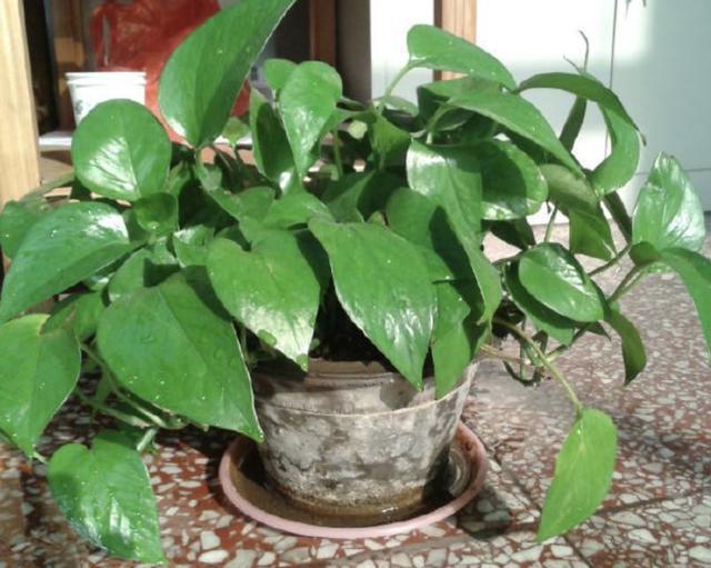 秋天|胡大姐养绿萝,秋天用3招“治理”,叶子变大“1倍”,窜到1米长