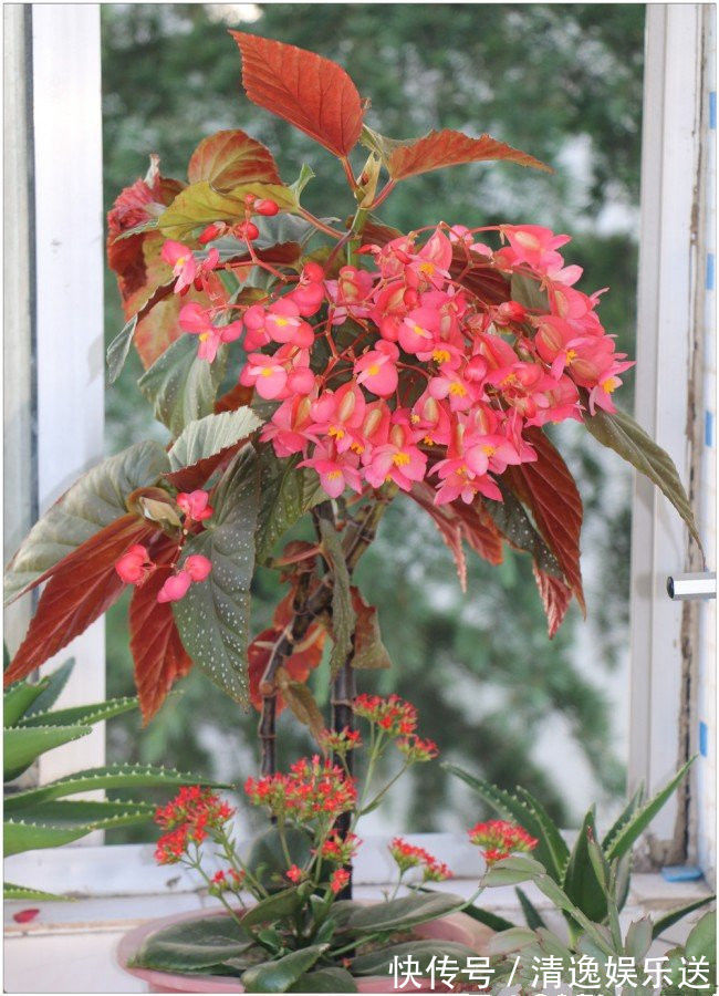 花海|这些花朵超好养,不管也爆盆,放在家里,你也能拥有一片花海