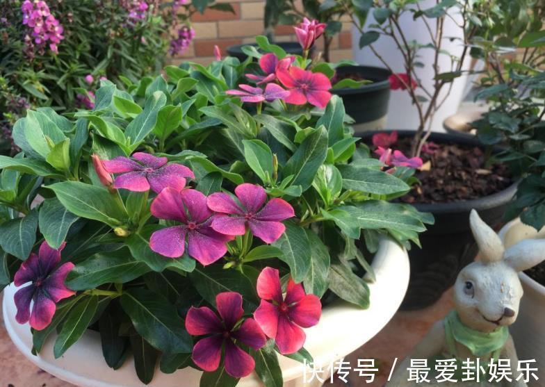 知识|秋天养花，牢记3个重要知识点，养啥花都能轻松爆盆，新手须知