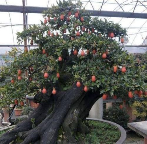 “1种树”不怕寒冬,在12月份中旬种植,6年后就值钱,观赏价值高