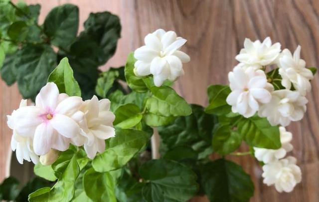 4种常年开花的植物，阳台随便养一种，四季有花赏，阳台变花园