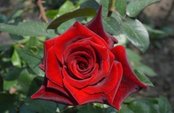 心者貌@做人别太老实,学会4招“为人处世”的金律,就没人敢欺负你!